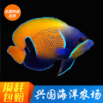 Saddle God Fairy Sea Water Fish Large God Fairy Fish Queen God Fairy Sea Cylinder Ornamental Pet Fish Express Package Live