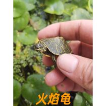 2021 seedlings wide-pattern flame turtle living vegetarian food turtle pet turtle deep water fish manure