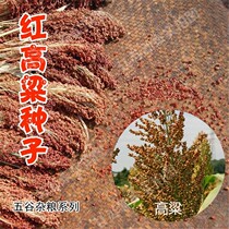 Bulk red sorghum seeds loess sweet sorghum seeds Make sorghum wine make porridge Edible broom drought resistance and high yield