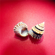 New conch shell scarce imported pocket-sized jade chestnut snail 2CM aquarium decoration ornament specimen collection gift