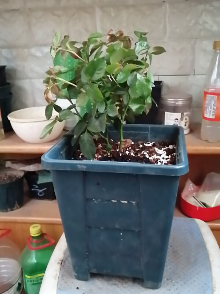 真实测评微月海神王花卉好不好呢？请问怎么样？内行分析实际情况