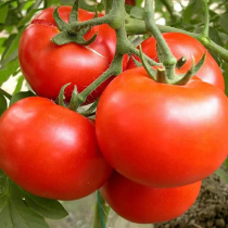 Tomato seeds Venice F1199 big fruit red fruit tomato seeds high yield disease resistance spring sowing open air shed vegetables