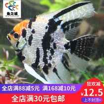 Angelfish Angelfish live three-color angelfish Red head three-color angelfish Live three-color angelfish Swallow fish