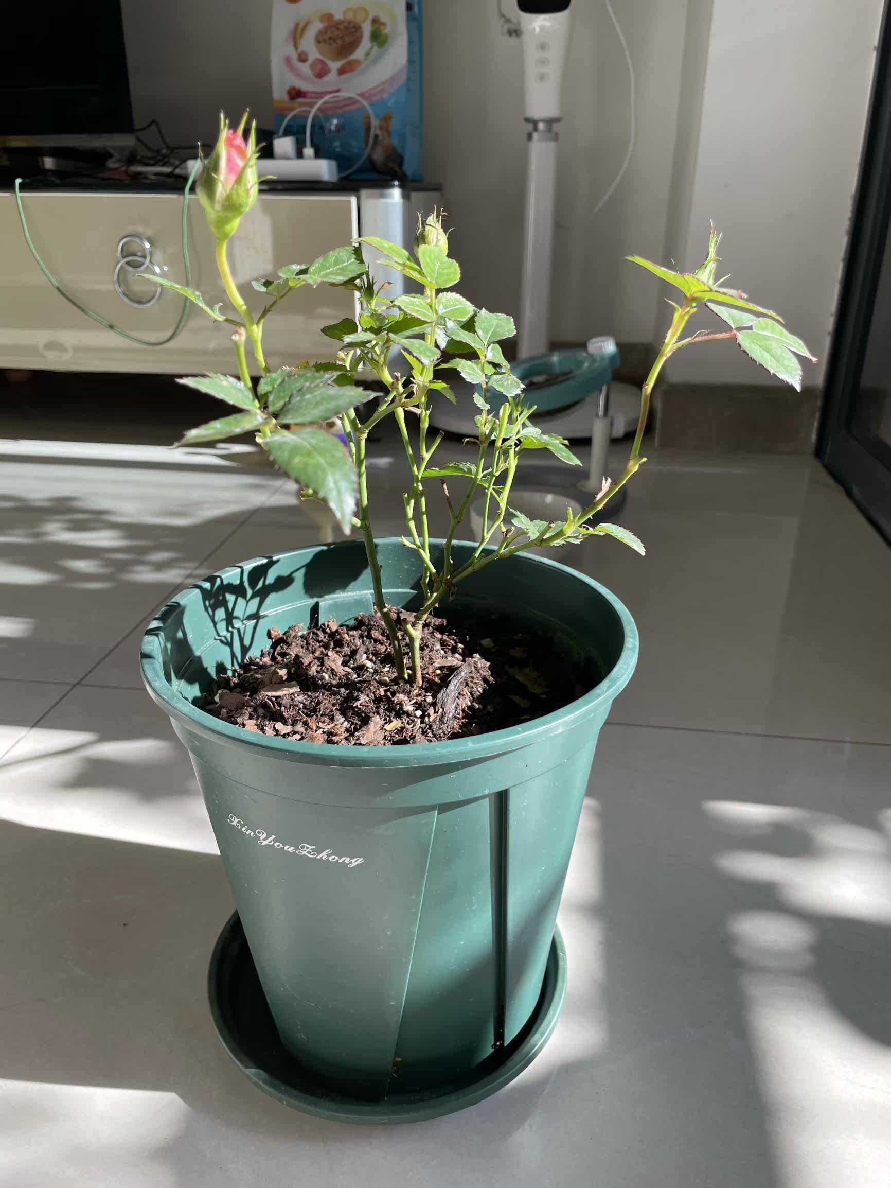 真实测评微月海神王花卉好不好呢？请问怎么样？内行分析实际情况