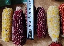 Mini small corn molar corn cob hamster rabbit Dutch pig Golden Bear macaroni mouse snack