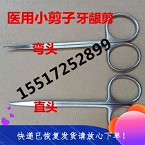 Teeth with gum scissors small scissors scissors dental materials