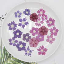 Phlox dried flower star flower plant specimen Alien star flower true flower Mobile phone shell Bookmark card photo frame DIY material