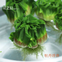 Floating landscaping duckweed water landscape aquatic plants living real fish tank balcony plants Hibiscus peony hydroponic plants