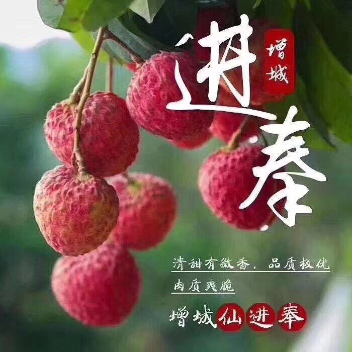 广州市增城洪飞果苗场