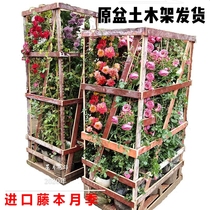 Oyue Seasons Vine moon Season flower Miao climbing vine Rosary Courtyard Plant Flower Arch Flower Arch Flower Wall Rose Strong