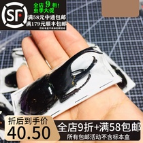 Indonesias Ji pocket specimens Xylotrupes lorquini pocket bug gold tortoise shovel beetle beetle beetle beetle