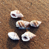 Natural conch shell dark color cloth pattern snail 2-3CM Aquarium landscaping Home floor decoration drift bottle DIY