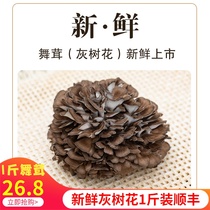 26 8 yuan a catty fresh ash tree flower with fresh and furry tea special class without sediment and chestnut grinding Shunfeng