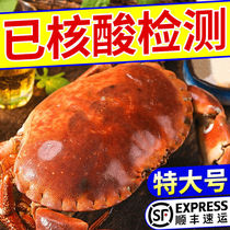 (Buy more people) British bread crab fresh and cooked frozen gold crab cooked food sea trapeze crab seafood Precious crab seafood