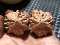 Vin Playing Walnut New Section Tree Lions Heads Wild Trigone prolific boutique Boutique San four blocks White Lions 36