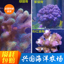 Cat Bone Coral Purple Cat Bone Green Cat Bone Pink Cat Bone Hard Bone Coral Break Branches SPS Living Seawater Fish Tank