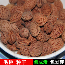 New-picked forest tree seeds Maotao seeds New-picked hairy peach seeds Peach walnut tree seeds