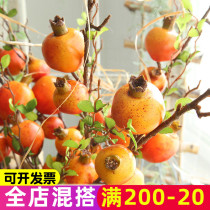 Simulation of pomegranate fruit living room fake pomegranate simulation flower landing dry flower fake flower pomegranate flower arrangement fruit branch decoration ornaments