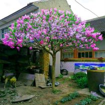 Lilac flower seedlings Tree seedlings Lilac seedling Potted Japanese garden plants Trees suitable for yard planting Outdoor flowers