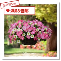Flower edge Pickles imported flower seeds * Pan American * fusion combination * paradise island fashion brilliant 5