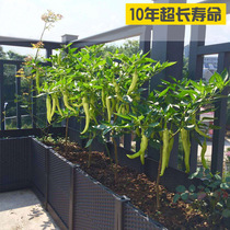 Balcony planting box planting vegetable pot rectangular household artifacts plastic vegetables large clearing rooftop floral box outdoor