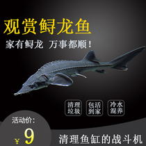 New good support resistance fish cold-water fish aquarium fish dan shui yu miao goldfish living koi cleaner Lucky Fish