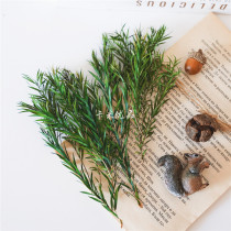 Evergreen Thousand Gold Golden Gifts Packaging Christmas Decorations Small Green Plant Evergreen Leaves Foliage Flower Rings Decorative Props