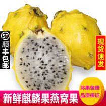 Gmu super unicorn fruit yellow dragon fruit Birds Nest fruit 6 fresh fruit box of seasonal fruit
