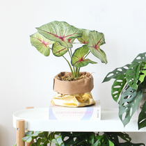 Sicilian Emulation Plant White Lovers desktop Pendulum Pieces Nordic Ins Wind Green Plant Living Room Dining Room Restaurant Decoration