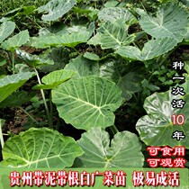 Guangcai taro lotus root Guizhou specialty White Guangcai seedlings farm planting Menghe fresh potted green plant whole with mud hair