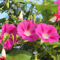 Morning glory seeds outdoor trumpet flowers climbing vines mixed color balcony potted flowers watching seeds flower seeds flower seeds flower seeds flowers Four Seasons flowering