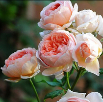 Classic rich fruit and fragrant Vine type vine Aberrahan blossom diligent flower type Rose cold and drought resistant