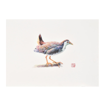 Di Yaozong bird hand-painted paper sketch