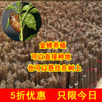 Golden cicada seed egg breeding technology cicada egg branch Golden cicada breeding cicada egg branch seedlings Golden cicada egg branch knows monkey seeds