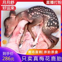 Grandma Deer Farm Shuangyang Plum Blossom Deer Fetus Less Female Placenta Fetal Powder Prepared for Conditioning Before Pregnancy Eat Maintenance Cream