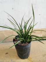 Boutique pot short benefits