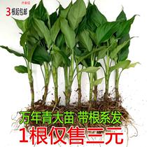 Potted Guangdong Flower earth peels indoor easy to raise and chill office Seasons large leaves green plant