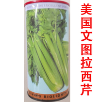 American Ventura celery seeds high yield celery seeds for large areas of spring and autumn sowing vegetables
