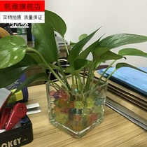 Minimalist square hydroponic glass transparent square cylinder bronze money grass hydropony flower pot square glass-cup vase container