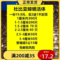 Dubia cockroach reptile Fodder Lizard Patron Lizard Mane Lions Dragon Fish Living Grain Bag Live Packet Risk Package After Sale