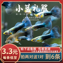 Fish era] Little blue gown peacock fish tropical Pets Ornamental Fish Vat Fresh Water Fetal Raw Peacock Fish Starter Living