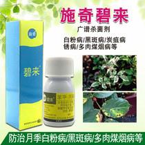 Guoguang Shi Qi Bilai flower multi-meat rose white powdery mildew rust black spot special drug carbendazim fungicide