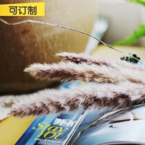 (Mountain tree) natural Reed dried flower Puwei ins home decoration shooting props Net red Reed dried flower