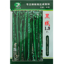 Black line 19-line pepper seeds early-maturing dark green high-yielding hard fruit super spicy long pepper seeds spicy and strong