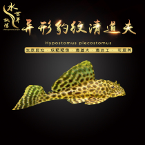 Profiled BAO WEN PIPA CLEAR DOLFO FISH EAT RESIDUE Glutinous Rice Cake Green Tundra Algae Removal of algae Except toss living fish Pipa Each set of 2 strips