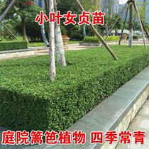 Small Leaf Female Virginity Sapling Courtyard Villa Villa Green Hedge wall Miao Green Planted Fry wood Wood Shaped Potted Plant