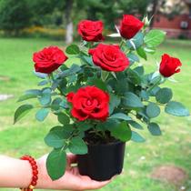 Lunar Season Flowers Potted Flowers with flower Flowers Four Seasons Splendid Flowers Green Plant Indoor Courtyard Balcony