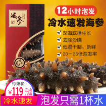 Old Qingdao bottom-sowing wild sea cucumber dry goods cold water quick-to-eat fresh live Dalian Liao Thorn sea-born Sea three non-light dry dry