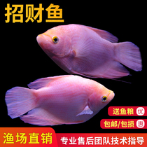 Tropical ornamental fish Living fish Fish Live Fish Large and medium-sized fish fish Feng Shui Fish Fortune fish Fish Fry