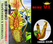 N. Dieriana small Cordyceps carnivorous plant potted flies large super large mosquito repellent